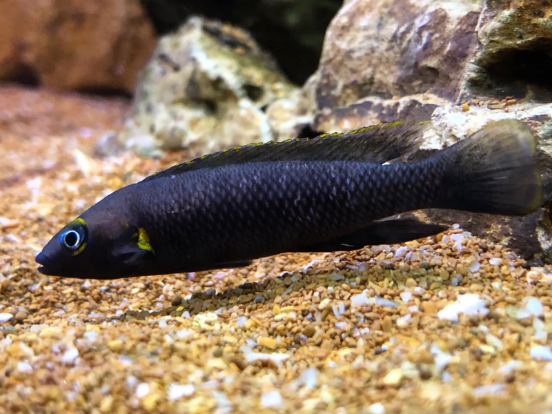 Neolamprologus nigriventris